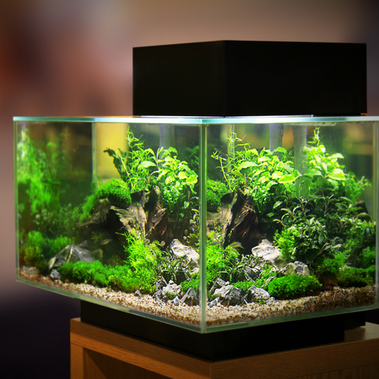 Choosing the Right Tankmates for Your Fish