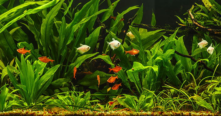 Top 5 Beginner-Friendly Fish Tanks for a Hassle-Free Start