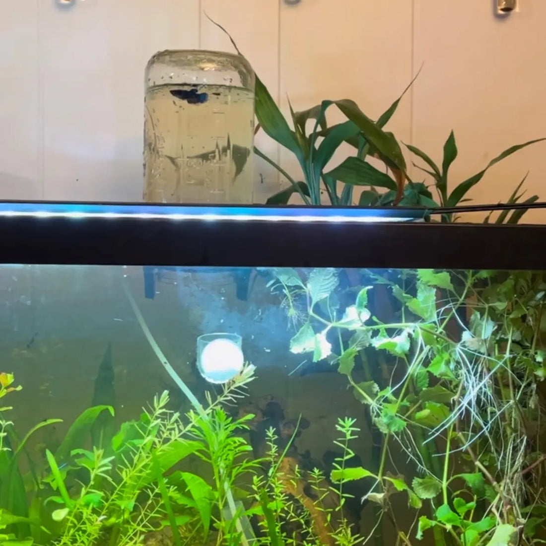 Inverted Aquarium Holder / Betta Penthouse for Wide Mouth Jars