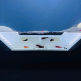 Shrimp Maze Hideout, Freshwater Shrimp Tunnel Cave, Aquarium Cherry Shrimp Hide