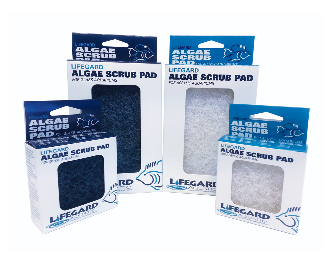 3" x 4" BLUE ALGAE PAD Glass aquariums.