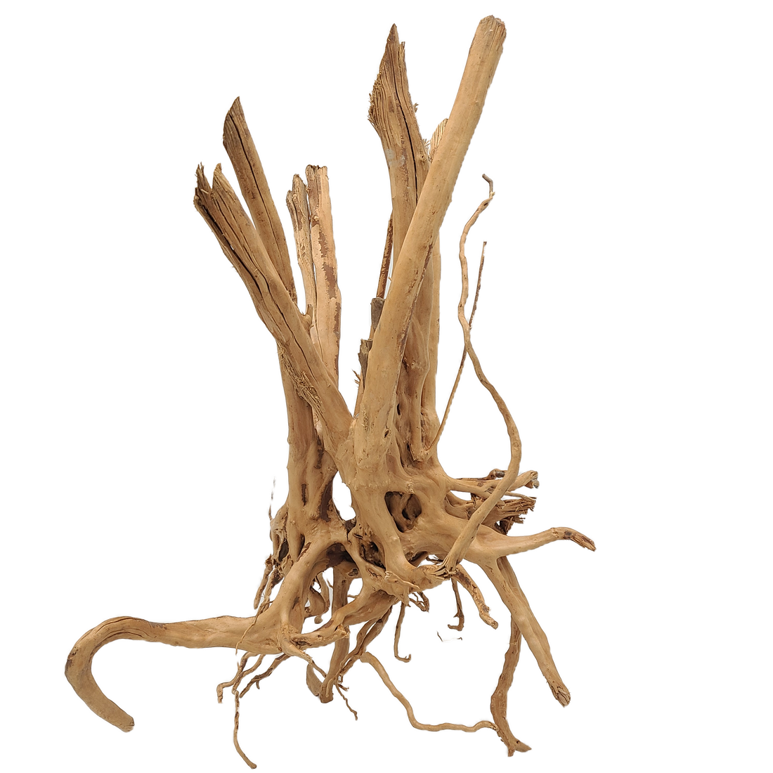 Spiderwood Tree Stump