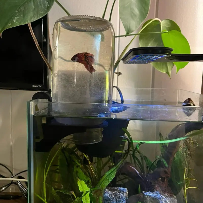 Aquarium Inverted Tank Holder / Betta Penthouse