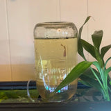 Inverted Aquarium Holder / Betta Penthouse for Wide Mouth Jars