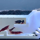 Shrimp Maze Hideout, Freshwater Shrimp Tunnel Cave, Aquarium Cherry Shrimp Hide