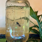 Inverted Aquarium Holder / Betta Penthouse for Wide Mouth Jars